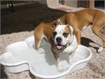 2 Bone Pools 2 Paw Pools Package